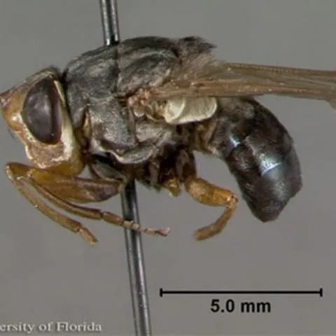 thumbnail for publication: Human Bot Fly, Torsalo (Central America), Moyocuil (Mexico), Berne (Brasil), Mucha (Colombia, Mirunta (Peru), and Ura (Argentina, Paraguay, and Uruguay), Dermatobia hominis (Linnaeus, Jr.) (Insecta: Diptera: Oestridae)